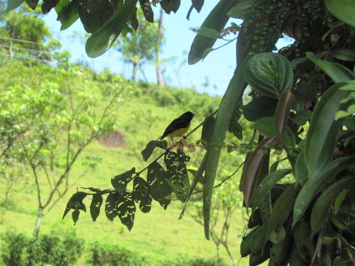 Cabinas Rio Celeste La Amistad Bed & Breakfast Luaran gambar