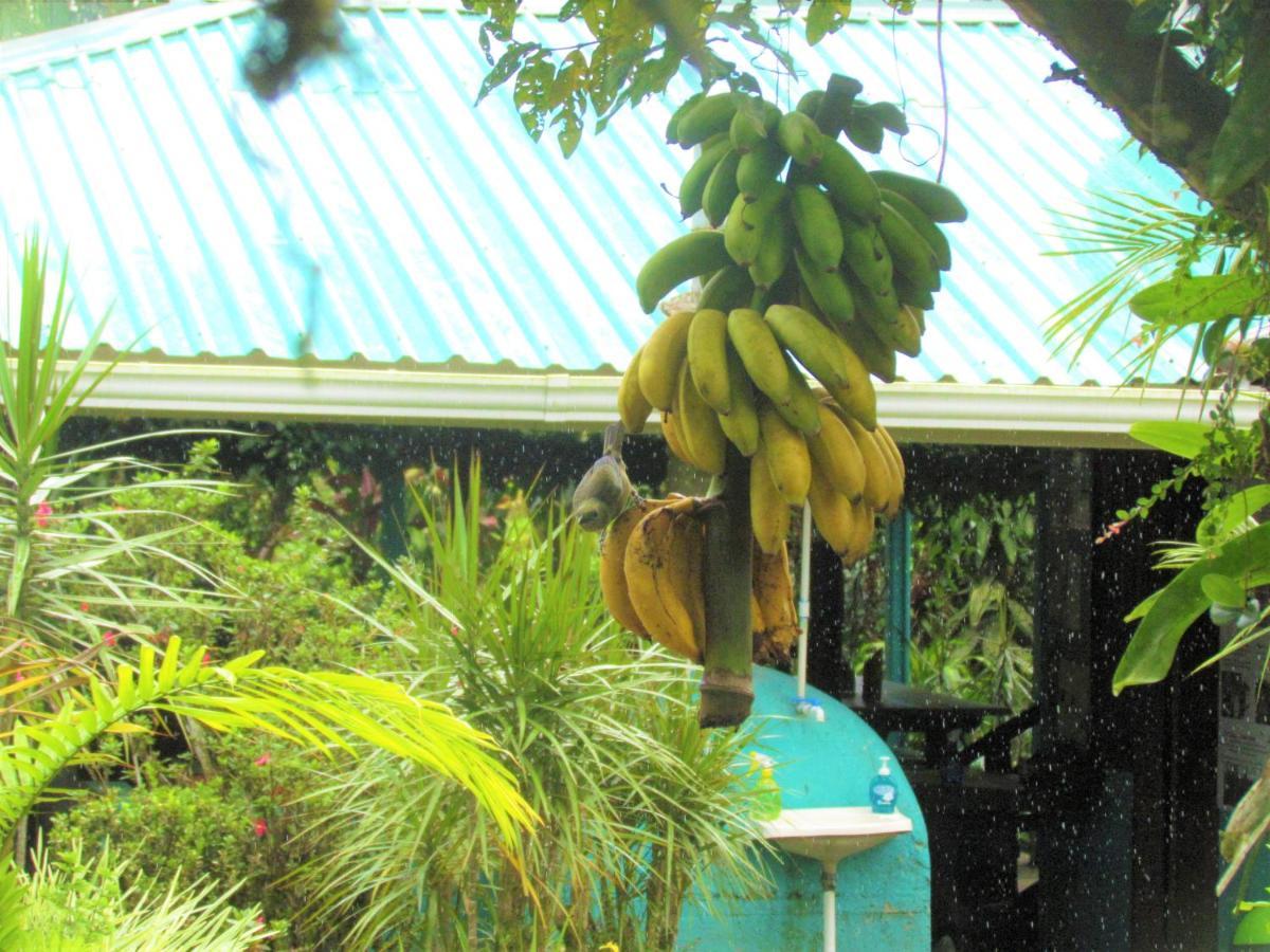 Cabinas Rio Celeste La Amistad Bed & Breakfast Luaran gambar