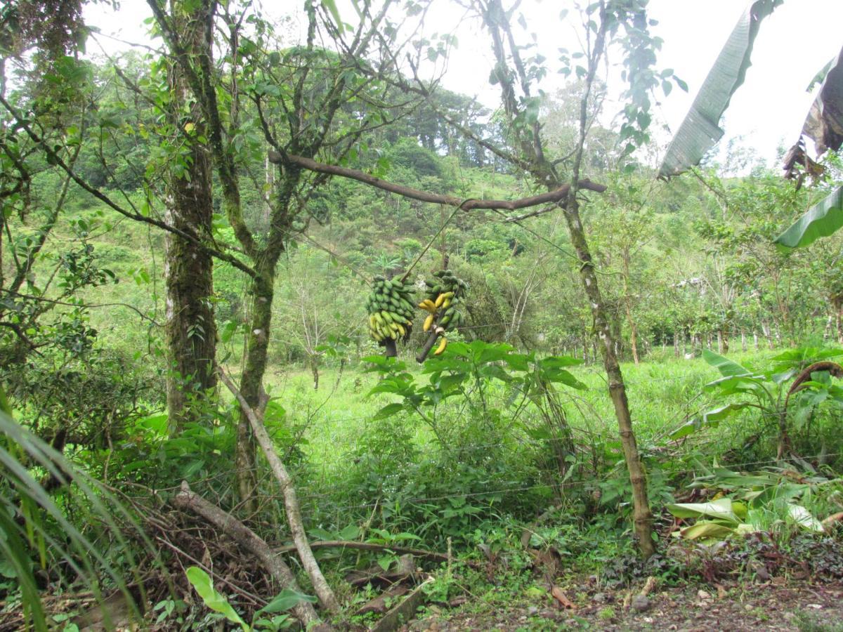 Cabinas Rio Celeste La Amistad Bed & Breakfast Luaran gambar