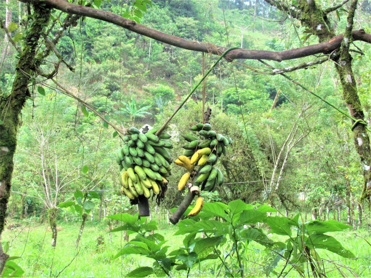 Cabinas Rio Celeste La Amistad Bed & Breakfast Luaran gambar