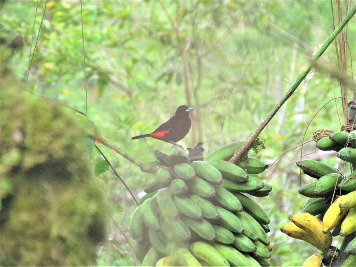 Cabinas Rio Celeste La Amistad Bed & Breakfast Luaran gambar